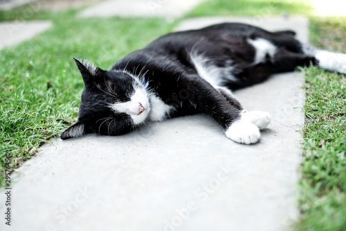 Black cat sleeping on the concret in summer garden