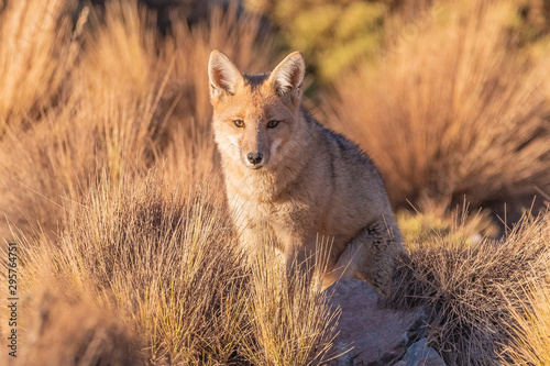 Fox at sunset