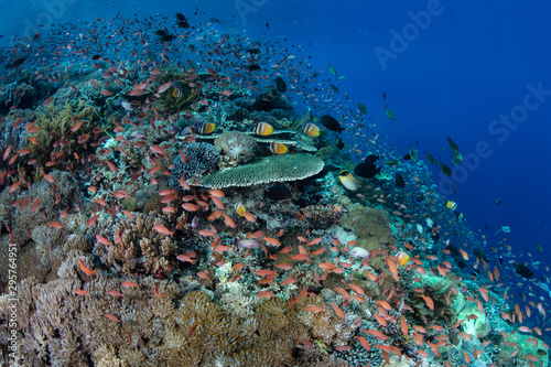 Fototapeta Naklejka Na Ścianę i Meble -  Colorful anthias hover over a beautiful coral reef near Alor, Indonesia. This region receives strong currents which bring planktonic food to the vibrant fish and corals that live here.