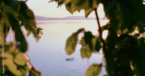 Swans on a quiet peaceful lake during Sunrise filmed through tree leafs photo