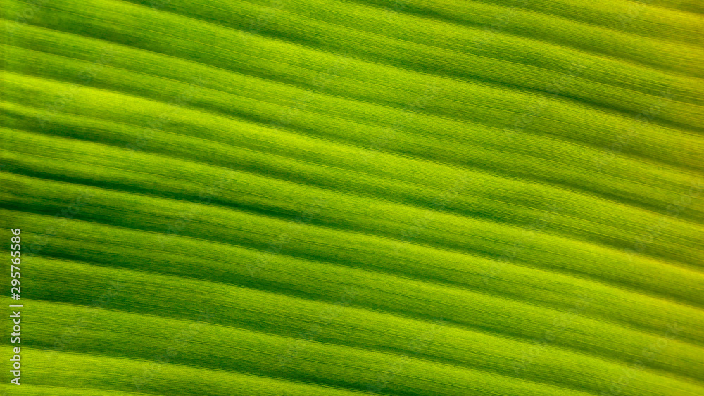 fresh green Leaf texture background of banana fresh green Leaf texture background of banana