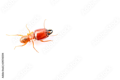 Termite soldiers on a white background