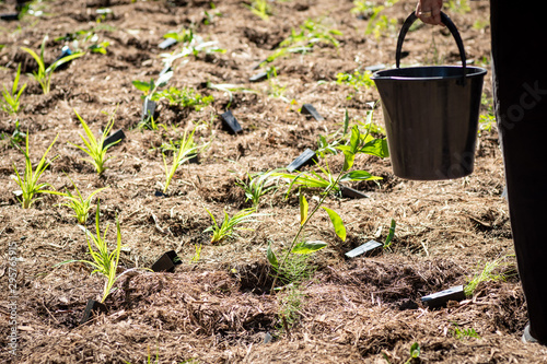Fotografie Planting tube stock, bush regeneration