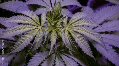 Cannabis Leaf Plant Marijuana Weed Close Up Macro