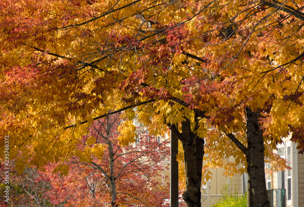 Obraz premium Row of maples and elms with brown and yellow foliage