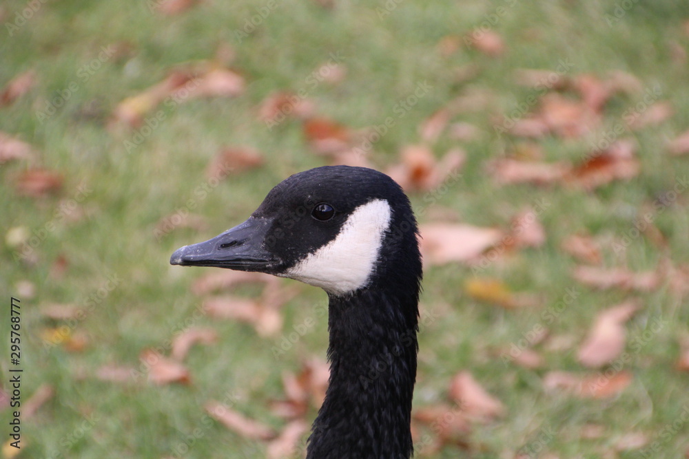 Face Of The Geese, William Hawrelak Park, Edmonton, Alberta Face Of The Geese, William Hawrelak Park, Edmonton, Alberta