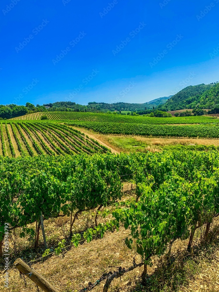 Vineyards of Tuscany Italy