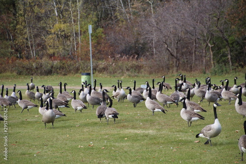 Gathering Of The Geese, William Hawrelak Park, Edmonton, Alberta