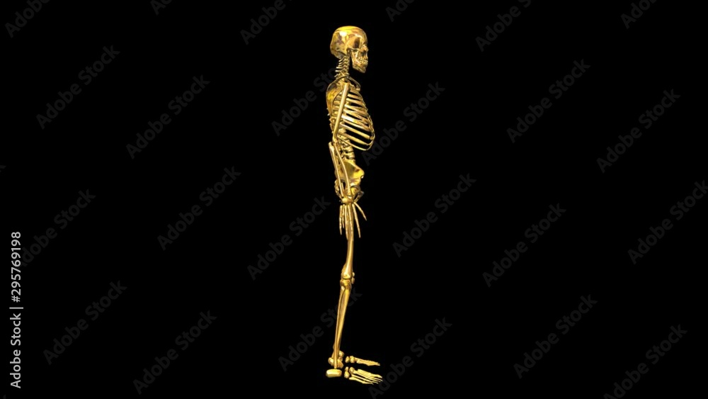  Golden Skelton 3D rendering background is perfect for any type of news or information presentation. The background features a stylish and clean layout 
