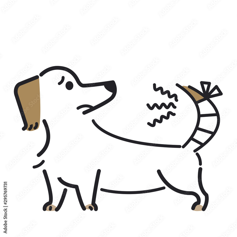 Fototapeta premium 犬 ポーズ 表情 １匹 怪我 ミニチュアダックスフンド