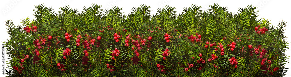 Yew twigs with red berries o white background