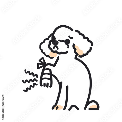 犬　ポーズ　表情　１匹　怪我　トイプードル