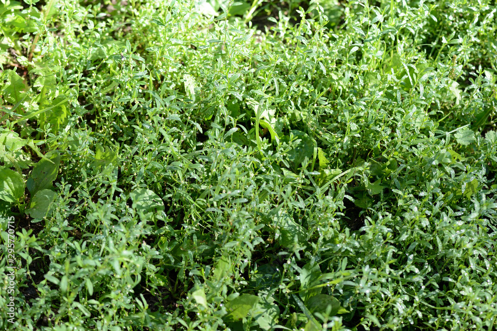 Green grass covered with morning dew in a summer garden. Natural background Green grass covered with morning dew in a summer garden. Natural background