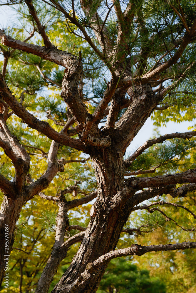 Large coniferous tree. Close-up and branches of a tree trunk on top. Pine branches grow in different directions, view from below. Pine tree against the blue sky. Large coniferous tree. Close-up and branches of a tree trunk on top. Pine branches grow in different directions, view from below. Pine tree against the blue sky.