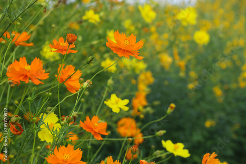 Fototapeta Naklejka Na Ścianę i Meble -  Orange flowers in the garden, give a fresh feeling.