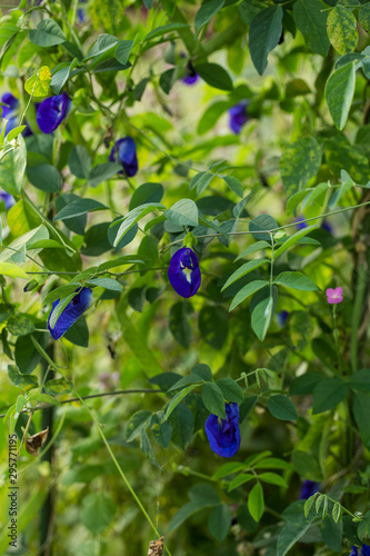 バタフライピー