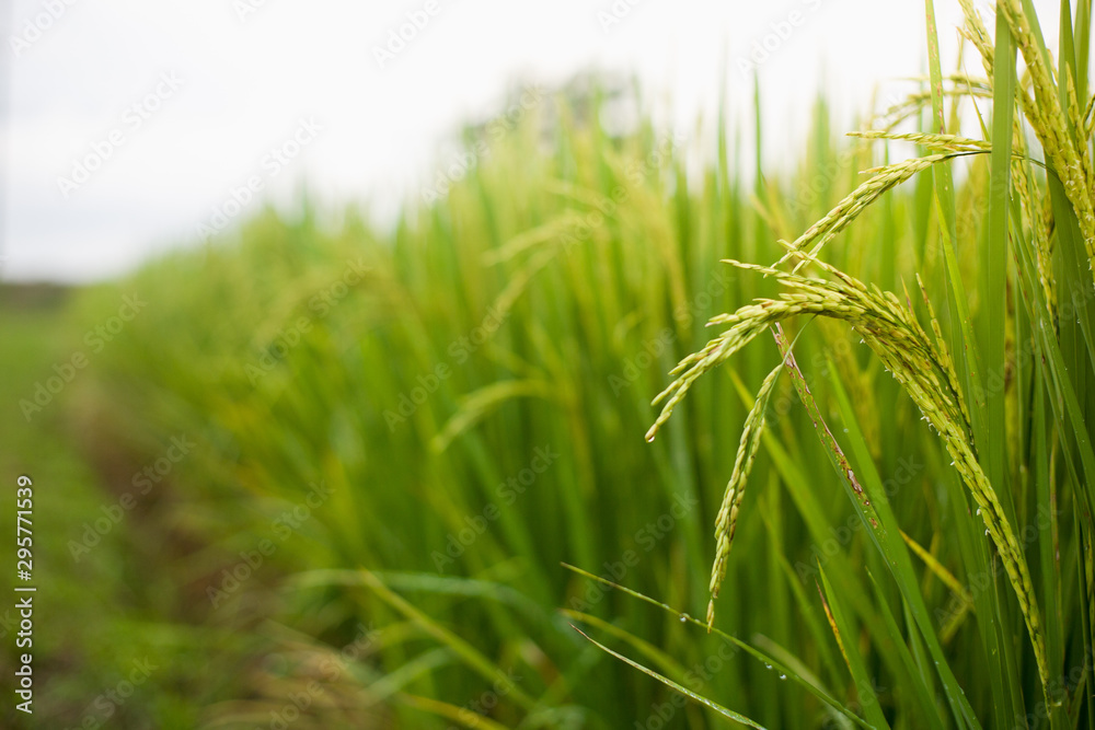 The rice that is going to be yellow soon The rice that is going to be yellow soon