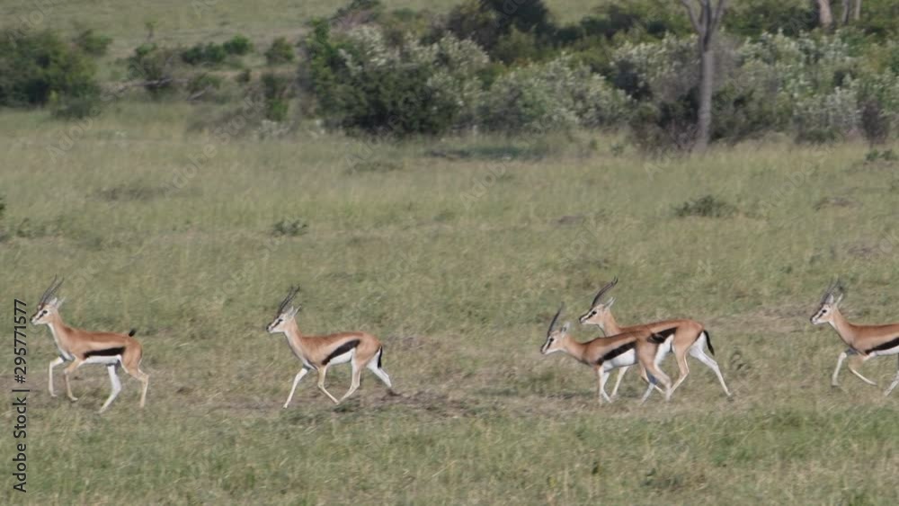 A herd of Thompson’s Gazelle on the plains of the Maasai Mara Reserve in Kenya. Slow Motion. A herd of Thompson’s Gazelle on the plains of the Maasai Mara Reserve in Kenya. Slow Motion.
