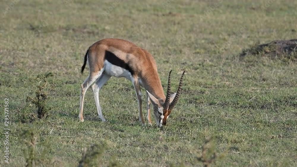 Thomson's Gazelle on the plains of the Maasai Mara Reserve in Kenya. Thomson's Gazelle on the plains of the Maasai Mara Reserve in Kenya.