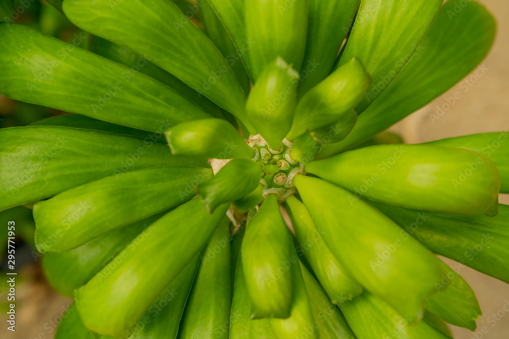 euphorbia poissonii, Beautiful Cactus in the garden euphorbia poissonii, Beautiful Cactus in the garden