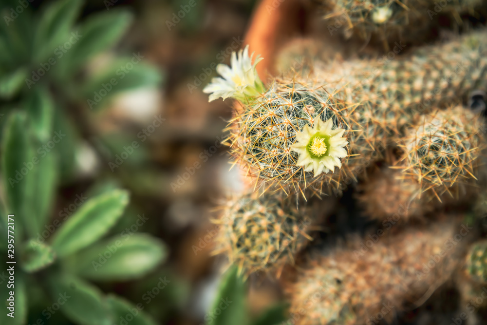 Beautiful Cactus in the garden, brown background Beautiful Cactus in the garden, brown background