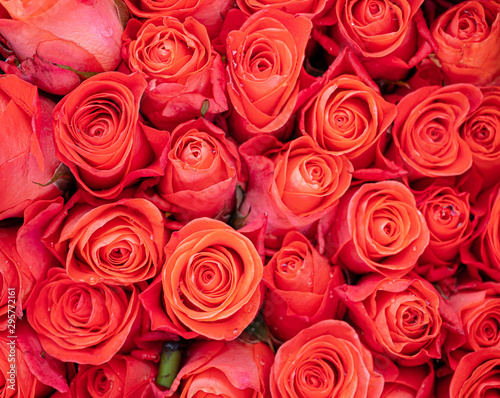 bouquet of roses background.