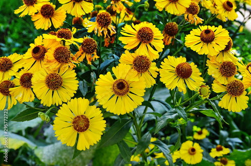 Bunch of Helenium autumnale flowers growing in the garden photo