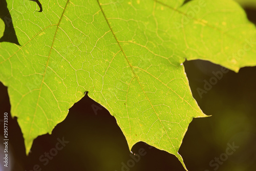 Green maple leaf on a tree branch lit by the sun closeup. Retro style