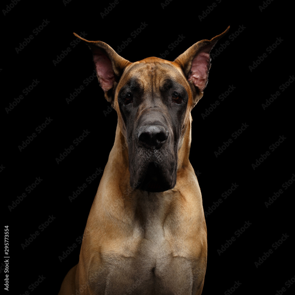 Close-up Portrait of Great Dane Dog, tan fur Gazing on Isolated Black Background, studio shot Close-up Portrait of Great Dane Dog, tan fur Gazing on Isolated Black Background, studio shot