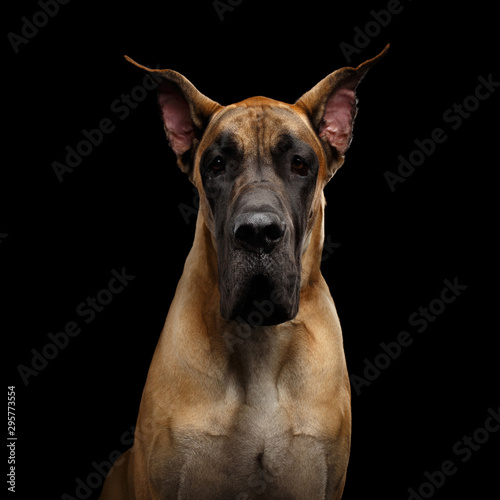 Close-up Portrait of Great Dane Dog, tan fur Gazing on Isolated Black Background, studio shot