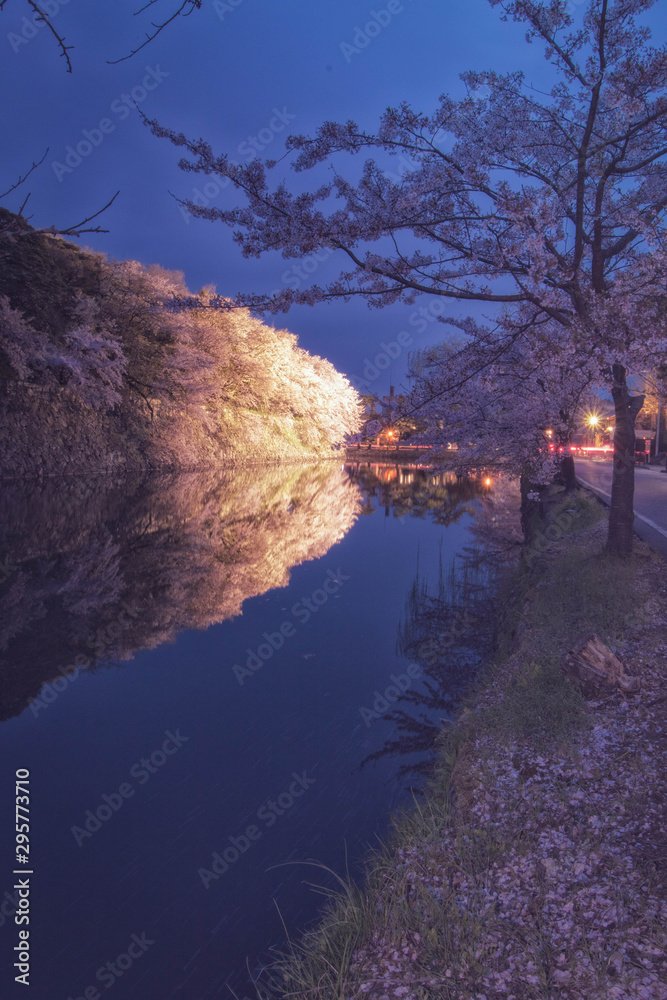 滋賀県彦根市の彦根城周辺のお堀に咲く満開の桜のライトアップです Stock Photo Adobe Stock