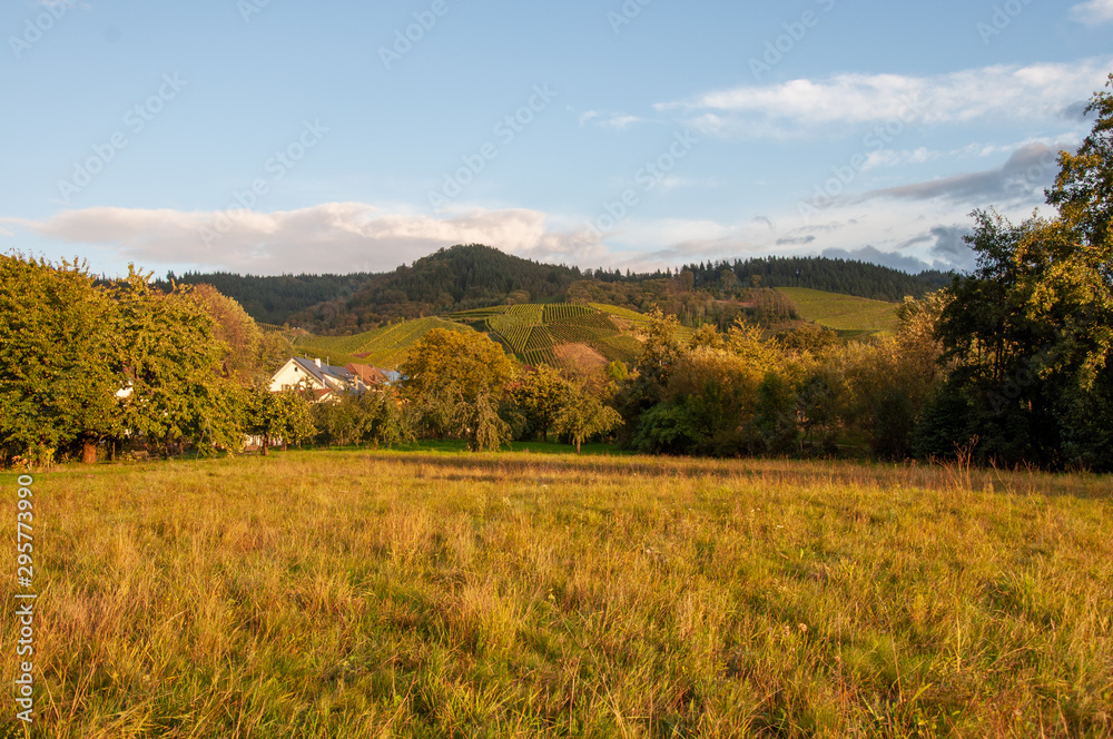 Weinberge im Herbst