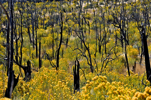 A fire in the Pinyon Juniper forest in early 2000 is currently dominated by Rabbitbrush in a secondary plant succession, Mesa Verde National Park, Colorado.  Photo was taken in 2019 photo