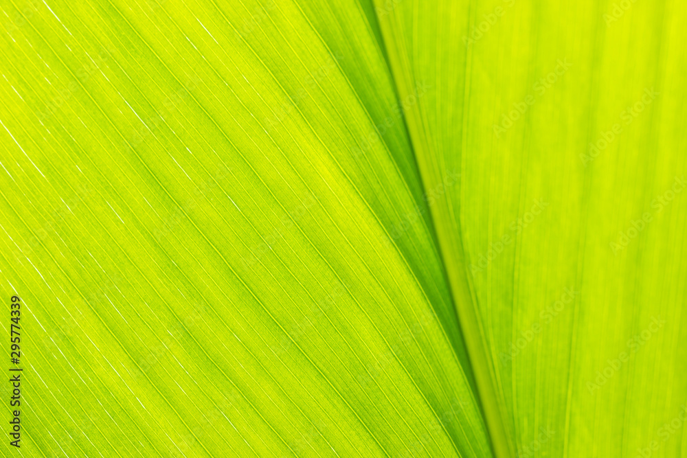 Texture of turmeric leaf. Concept of herbal medicine. Texture of turmeric leaf. Concept of herbal medicine.