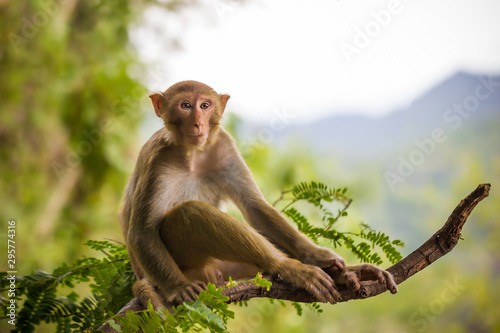 Male monkey sitting on a tamarin branch and mountain background.