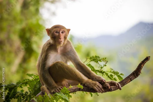 Obraz Male monkey sitting on a tamarin branch and mountain background.