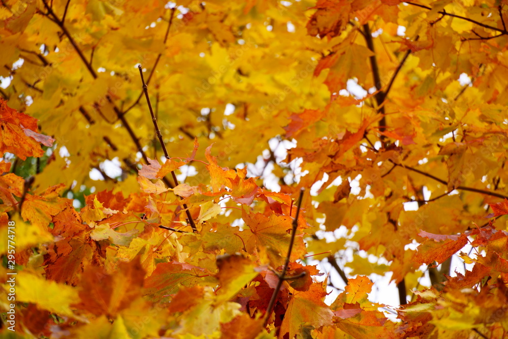 Colored maple leaves in the fall. well convey the mood of autumn. Yellow and Orange colors of leaves on tree Colored maple leaves in the fall. well convey the mood of autumn. Yellow and Orange colors of leaves on tree