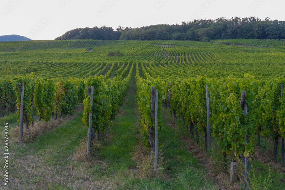 Fototapeta premium Andlau, France - 09 15 2019: Panoramic view of the vineyards at sunset.