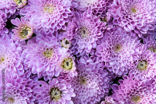 Canvas Print texture, background of beautiful purple chrysanthemum flowers close-up