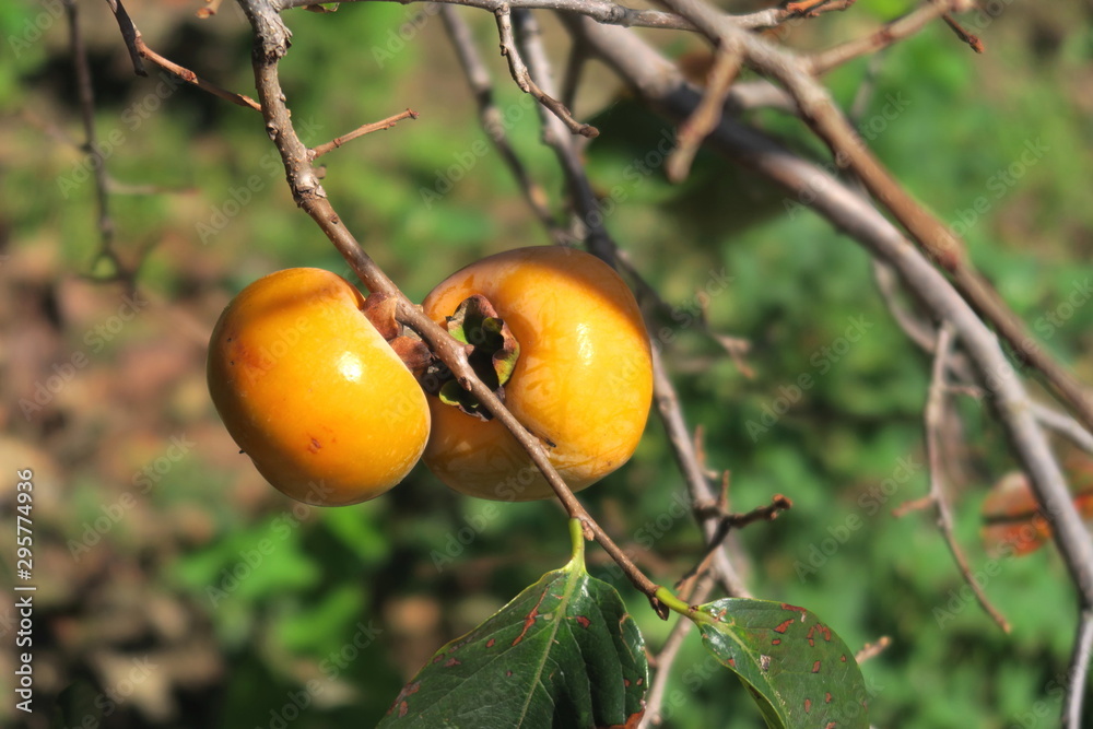 梢に残る二つの柿の実