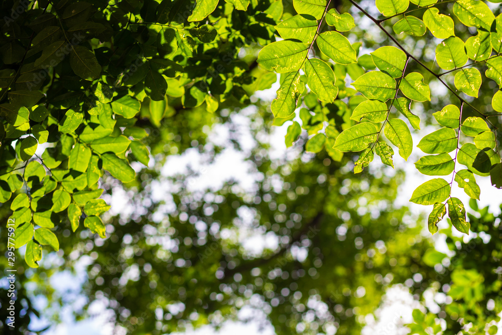 Green tree leaf with blurred green foliage sunlight background Green tree leaf with blurred green foliage sunlight background