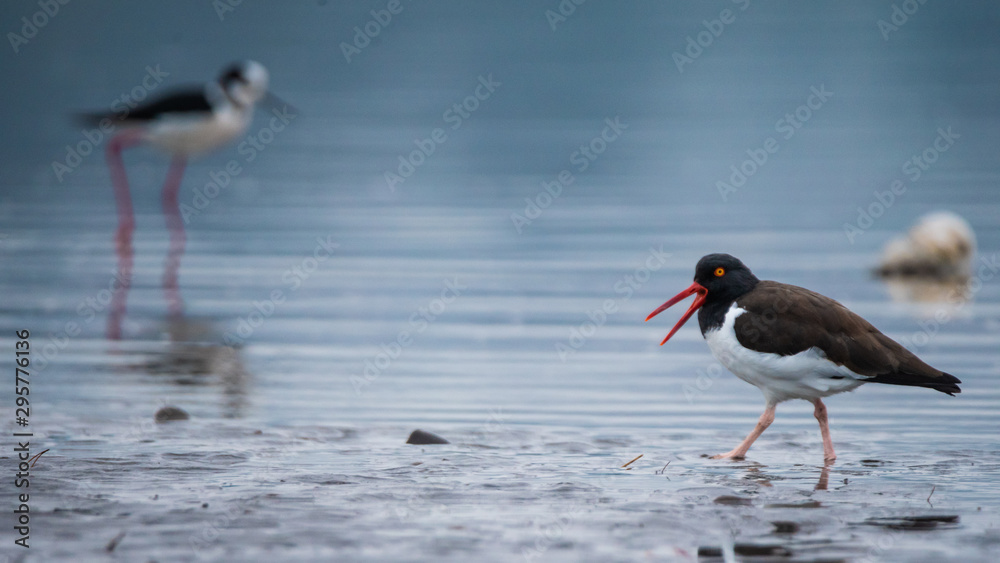 Fototapeta premium American Oystercatcher