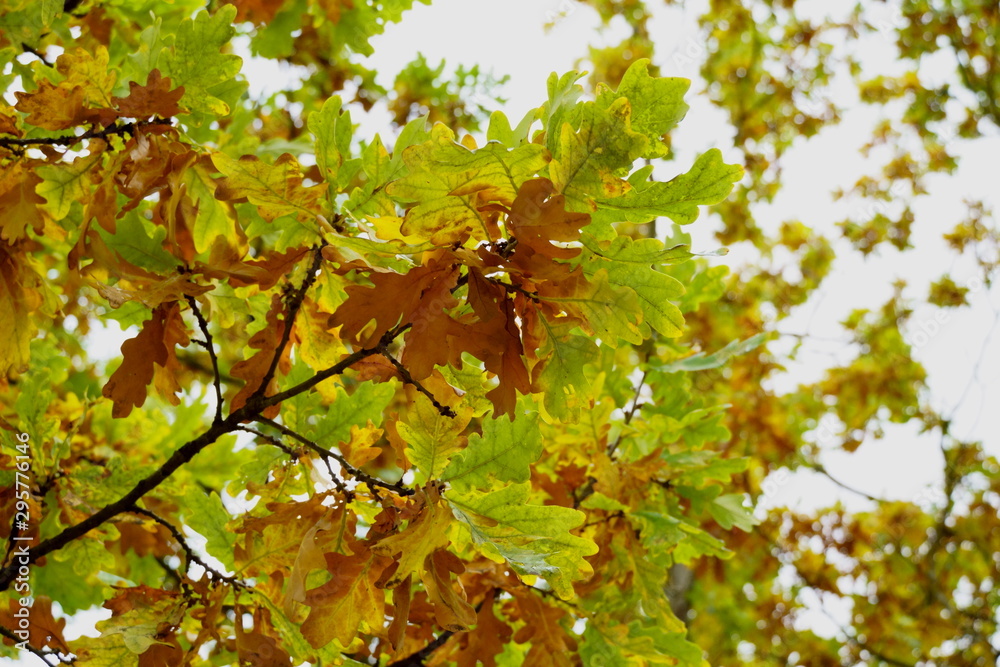 bright leaves of autumn oak, yellow-green on a tree. bright leaves of autumn oak, yellow-green on a tree.