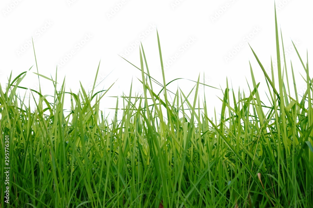 Fototapeta premium green grass on white background