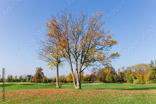 Old maples with autumn leaves standing separately on the lawn