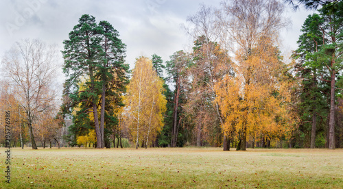 Old deciduous and coniferous trees in park in autumn