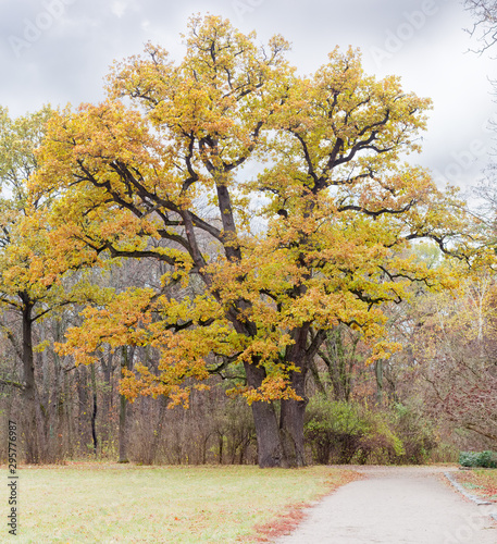 Century old common oak with autumn leaves in park