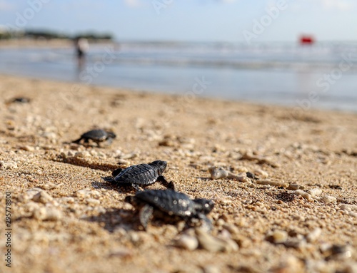 Tiny baby turtle on the beach © Garuda