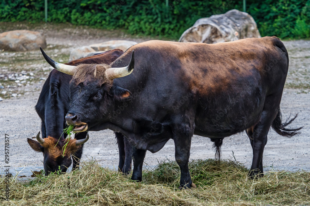 Heck cattle, Bos primigenius taurus or aurochs in the zoo Heck cattle, Bos primigenius taurus or aurochs in the zoo