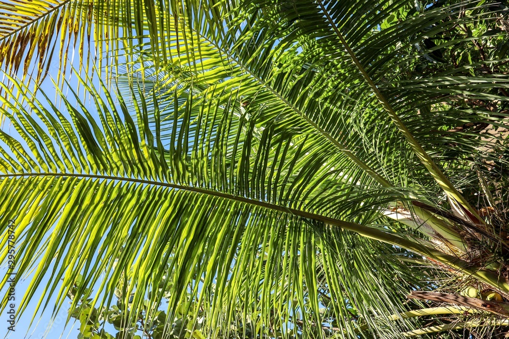Fototapeta premium palm tree on background of blue sky
